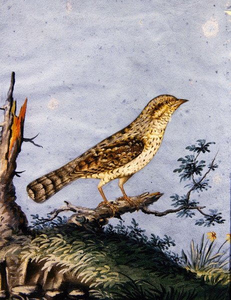 鳥の習作、1800年頃（紙にガッシュ） 作： 英語学校