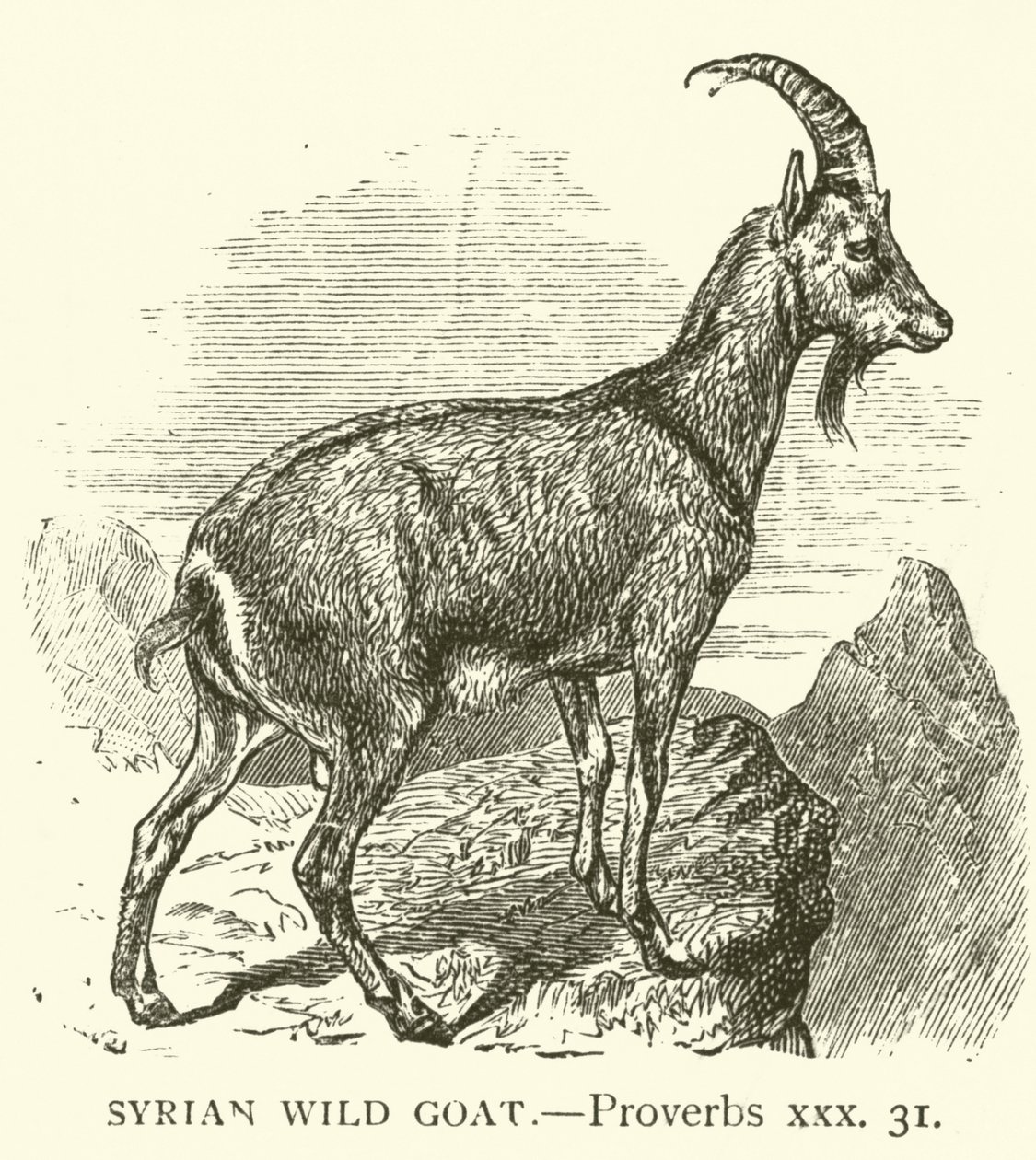 Goat порн 