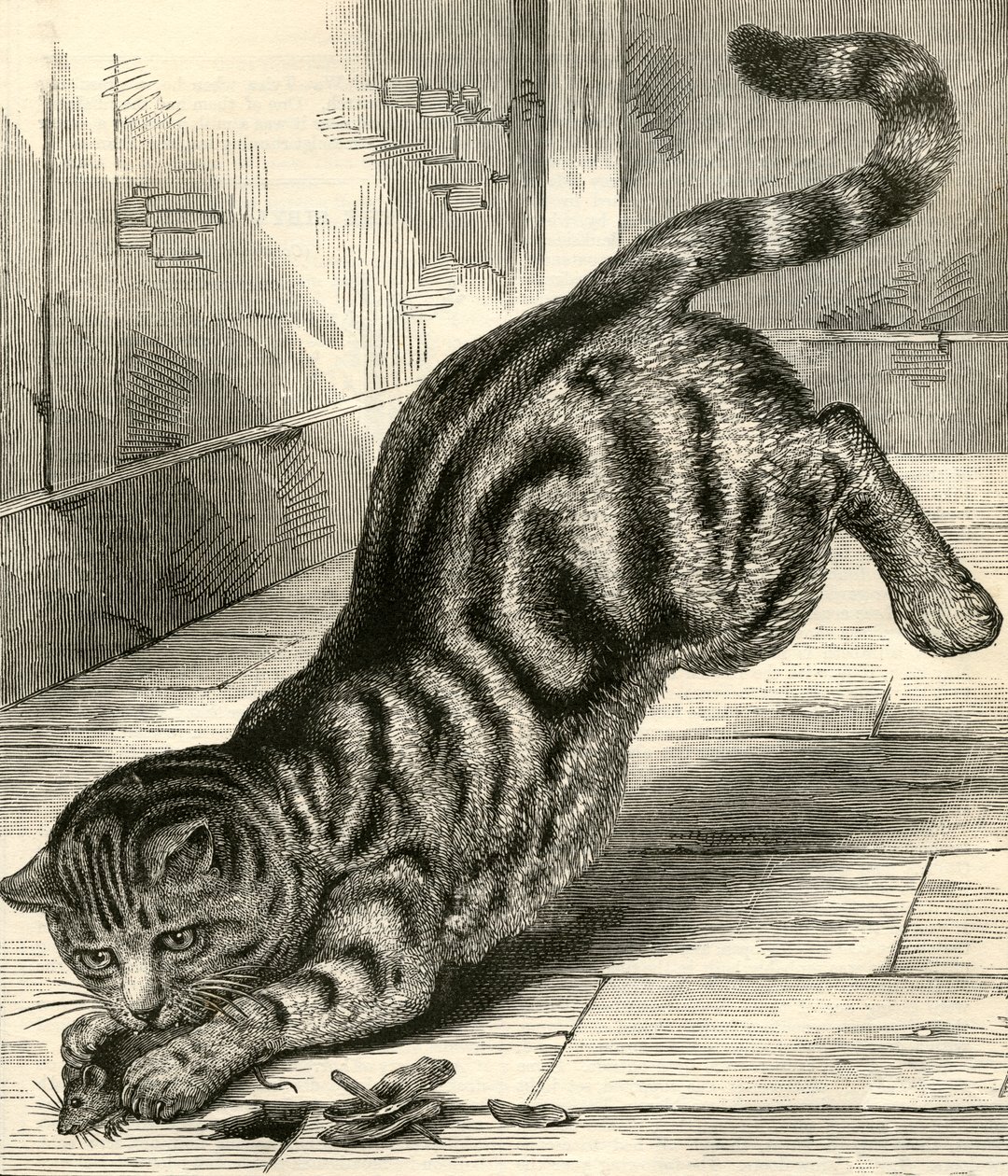 ネズミに飛びつくタビー猫 作： 英語学校