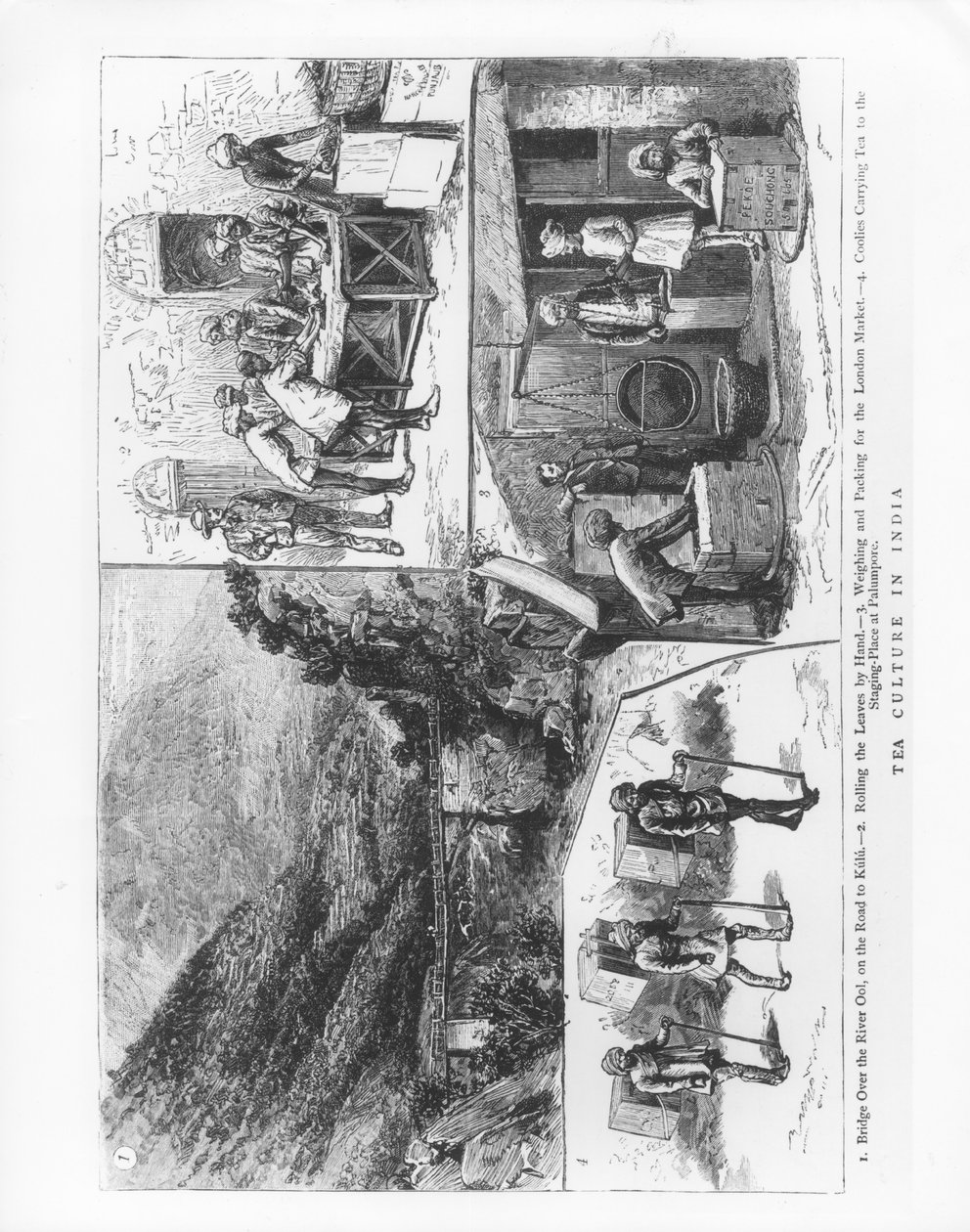 インドの茶文化、1883 作： 英語学校