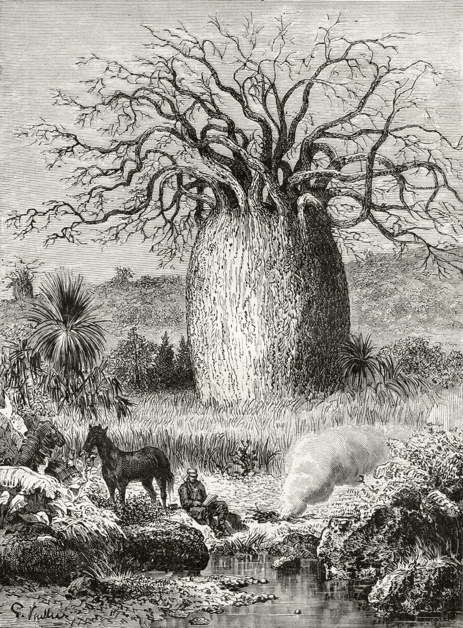 ハワードウィロビー著「オーストラリアの写真」のボトルツリー、ロンドン宗教宗教協会発行、1886年 作： 英語学校