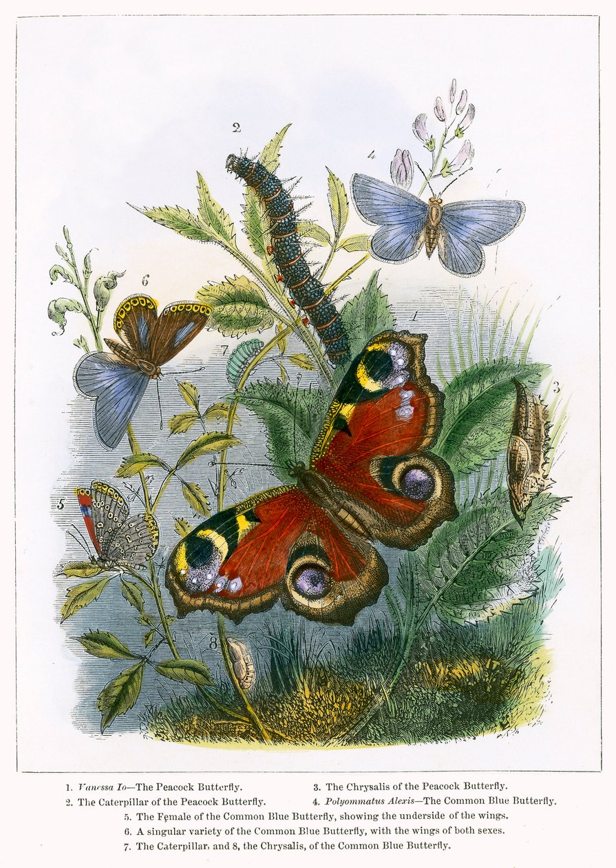 蝶のビバリウム（カラー版画） 作： 英語学校