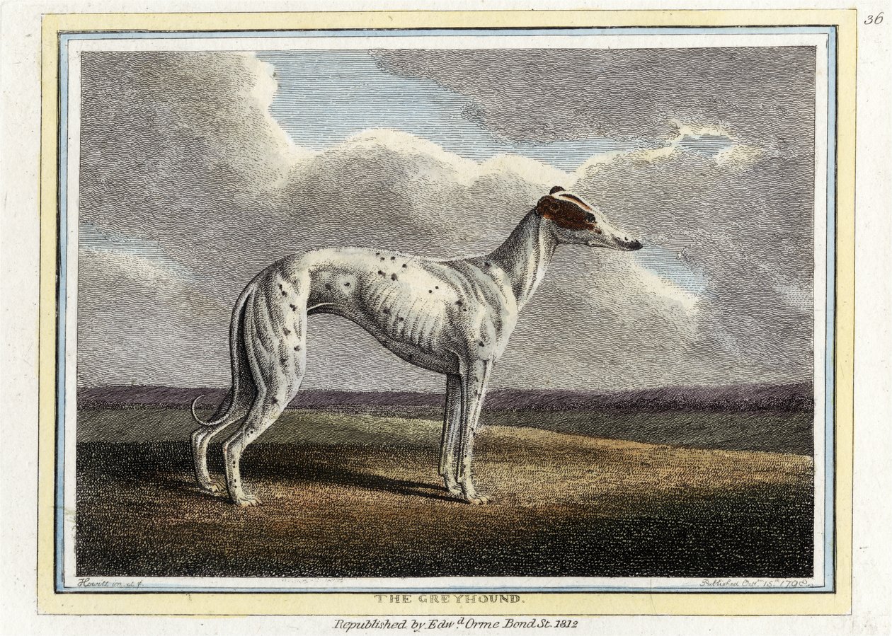 The Greyhound, pub.1812年（手彩色のエングレービング 作： 英語学校