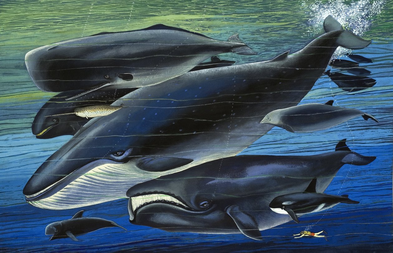 ワンス・アポン・ア・タイム』より「クジラの家族」イラスト 作： 英語学校