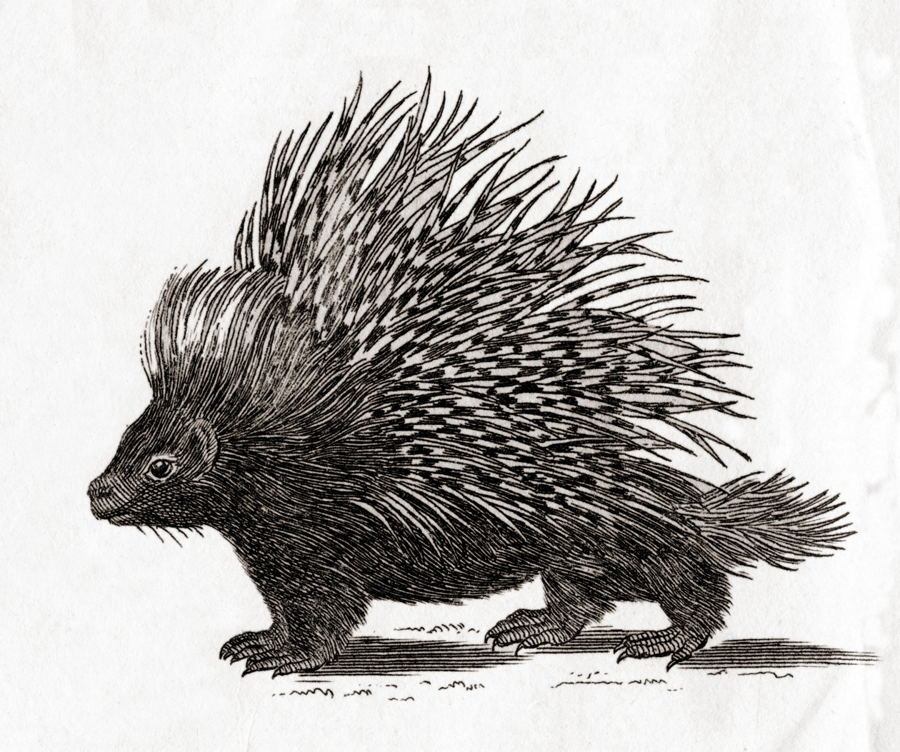 トサカヤマアラシ（Hystrix cristata）、18世紀の版画（エングレーヴィング）より 作： 英語学校