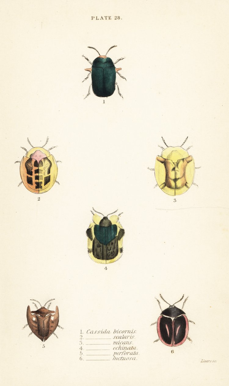 カメムシ類：Omocerus bicornis 1、Cassida scalaris 2、Cassida micans 3、Cassida echinata 4、Cassida perforata 5、Cassida luctuosa 6 作： 英語学校