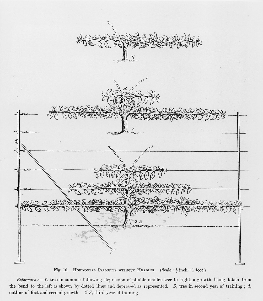 John Wright著The Fruit Growers Guideからの若い果樹のトレーニング、出版：c1897-1905 作： 英語学校