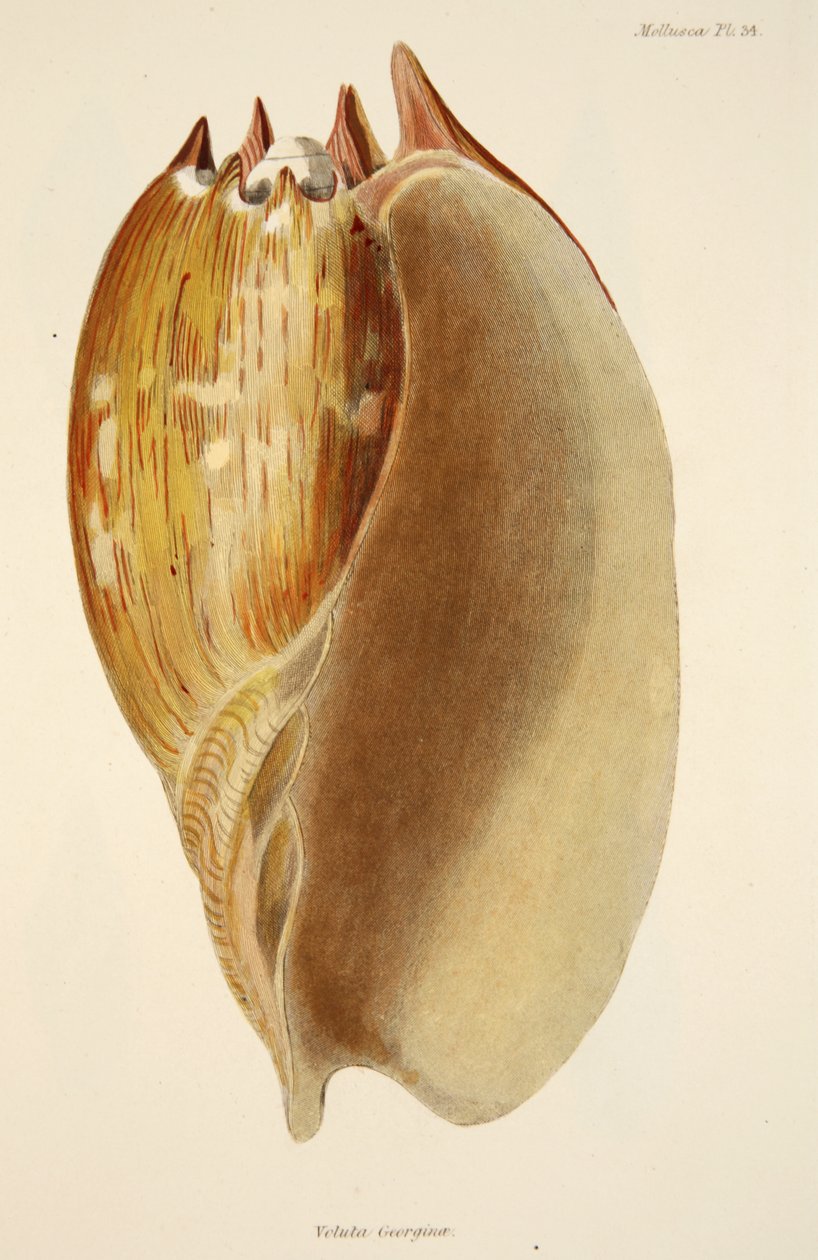 パブ、The MolluscaとRadiataのVeluta Georgina。 1833（手描きの彫刻） 作： 英語学校