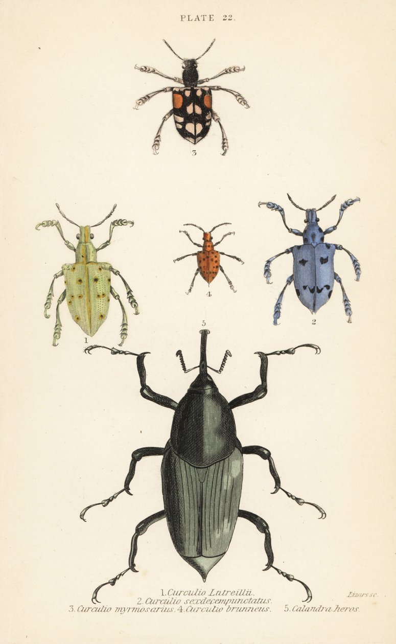 ゾウムシやカブトムシCurculio latreillii 1、Curculio sexdecempunctatus 2、Trichaptus mutillarius 3、Pissodes castaneus 4、Calandra heros 5 作： 英語学校