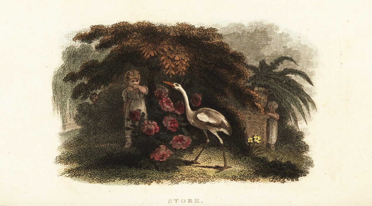 庭で子供たちとかくれんぼをするコウノトリ（Ciconia ciconia）。 作： 英語学校