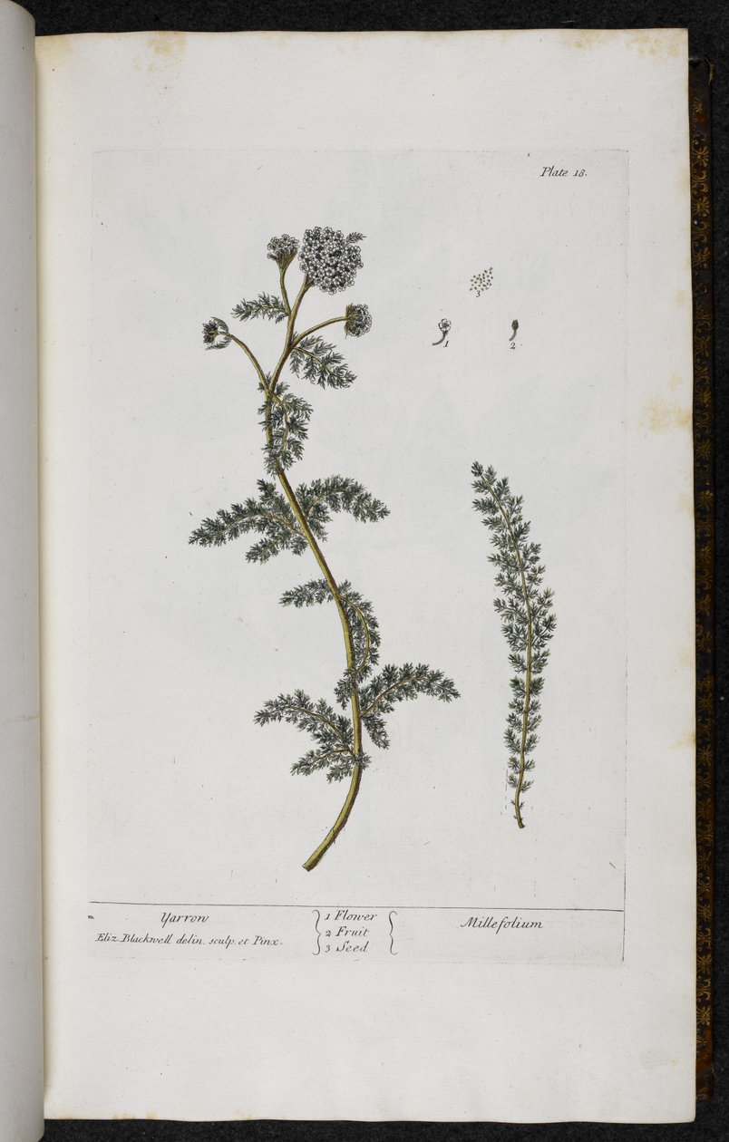 ノコギリソウ、「A Curious Herbal...」のプレート 18 エリザベス・ブラックウェル作 作： 英語学校