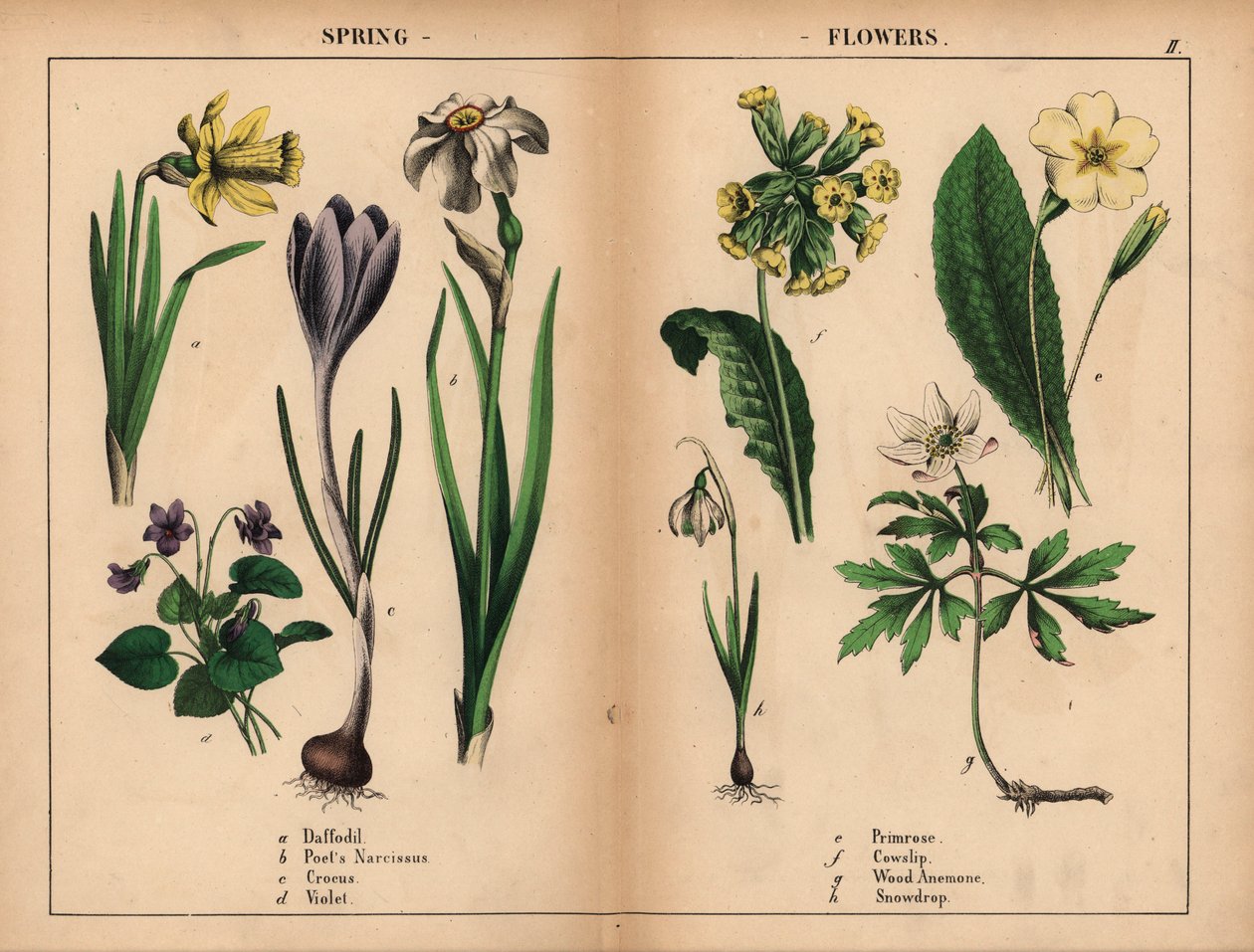 Gelbe Narzisse, weiße Dichternarzisse, lila Krokus, lila Veilchen, gelbe Primel, gelbe Schlüsselblume, weiße Buschwindröschen und weiße Schneeglöckchen, aus "The Instructive Picturebook, or Lessons from the Vegetable World," [Charlotte Mary Yonge], Edinbur von English School