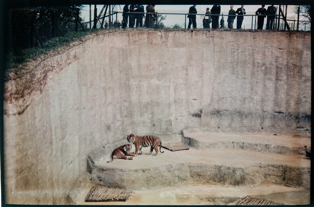 ウィップスネード動物園, ウィップスネード, セントラルベッドフォードシャー, セントラルベッドフォードシャー, 英国 作： エリック・メイバンク