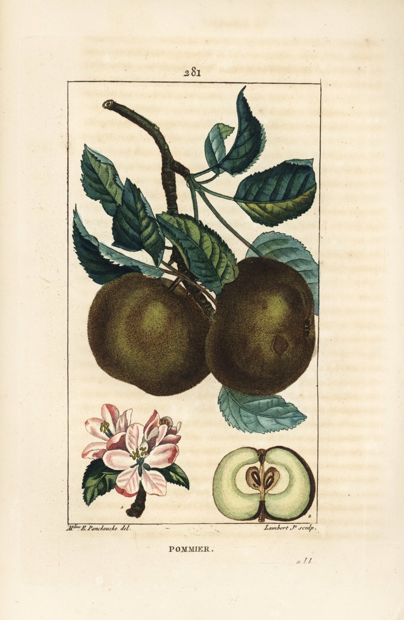 リンゴの木 - リンゴ（Malus domestica）の枝、葉、果実、花、熟した果実の種子を示す断面図。Chaumeton, Poiret and Chamberetの「La」からErnestine Panckouckeが描いたものをLambert Juniorが手彩色のスティプル銅版画にしたもの。 作： アーネスティーン・パンクッケ