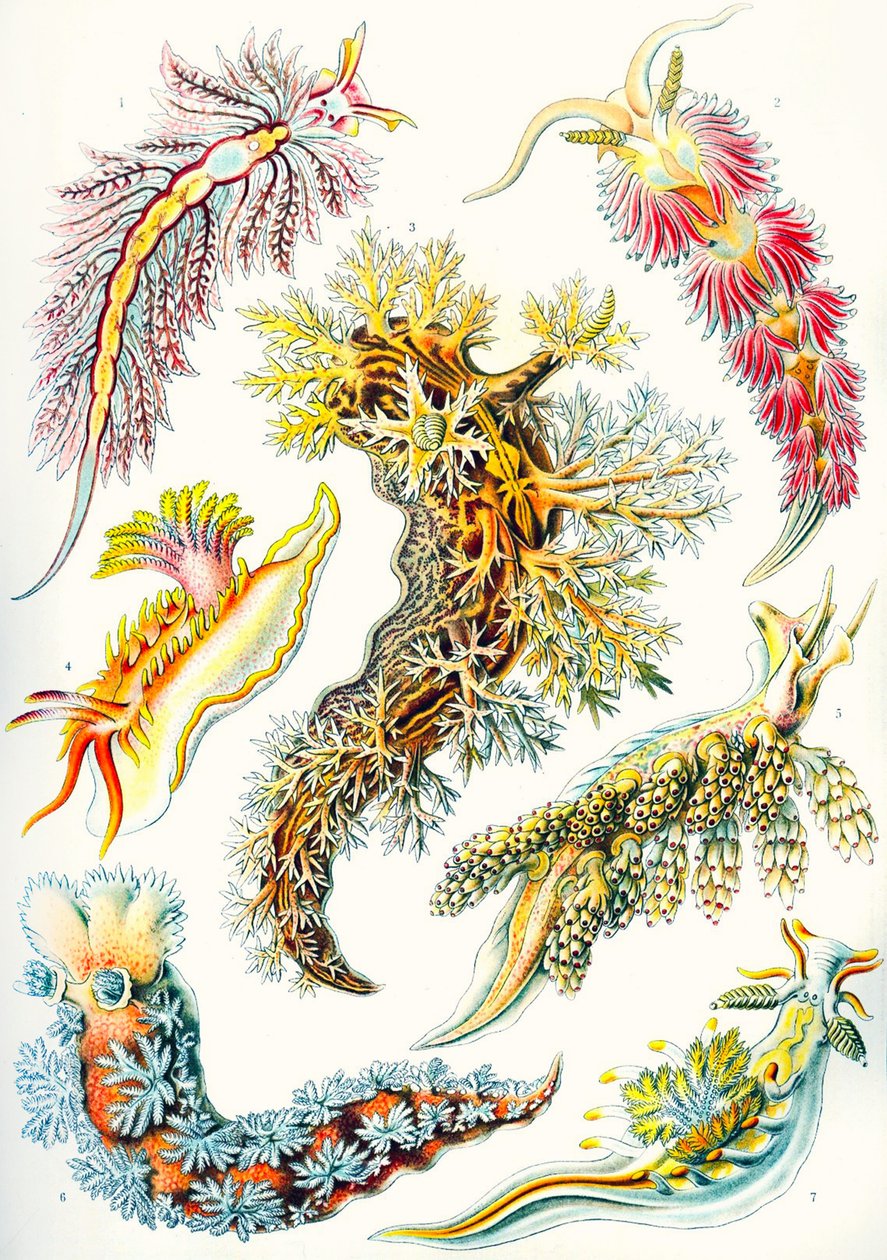 「Art Forms of Nature」のウミウシのコレクション 作： エルンスト（後）ヘッケル