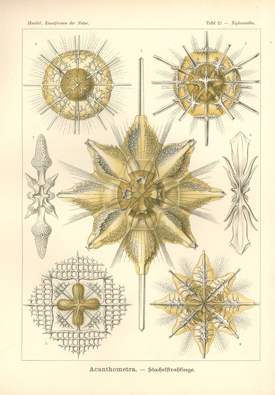 Acanthometra - Stachelstrahlinge、「Kunstformen der Natur」からの Pl.21、Adolf Giltsch によって彫刻され、1904 年に発行されました (カラー リソ) 作： エルンスト（後）ヘッケル