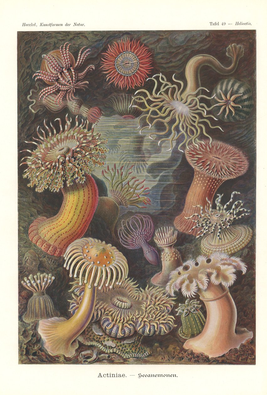Actiniae - イソギンチャク、Pl.49、「The Art of Nature」から、Adolf Giltsch によって彫刻され、1904 年に発行されました (カラー リソ) 作： エルンスト（後）ヘッケル
