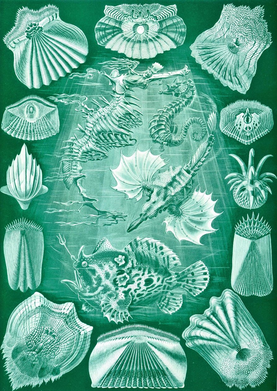 「Art Forms of Nature」からの Teleostei のコレクション 作： エルンスト（後）ヘッケル