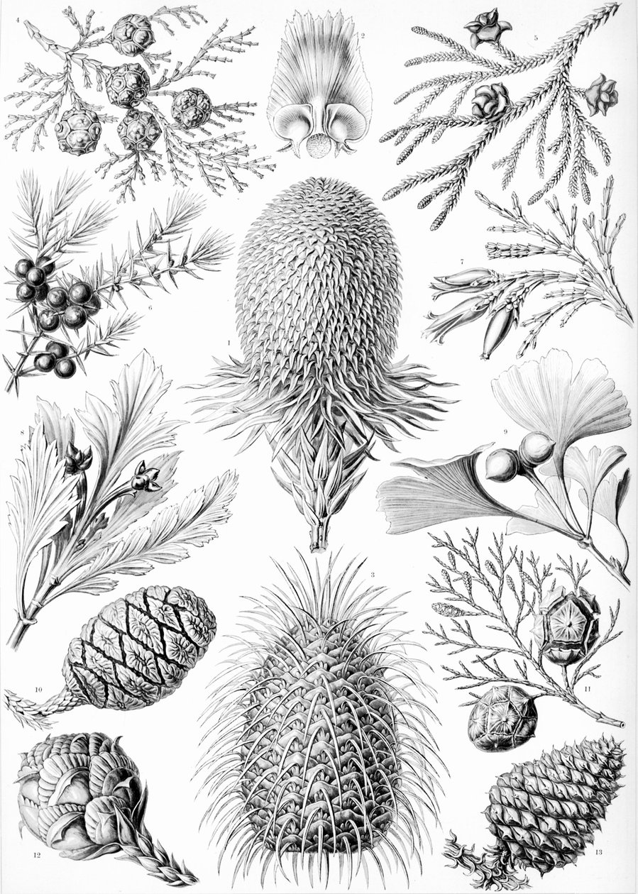 「Kunstformen der Natur」の針葉樹の例 作： エルンスト（後）ヘッケル