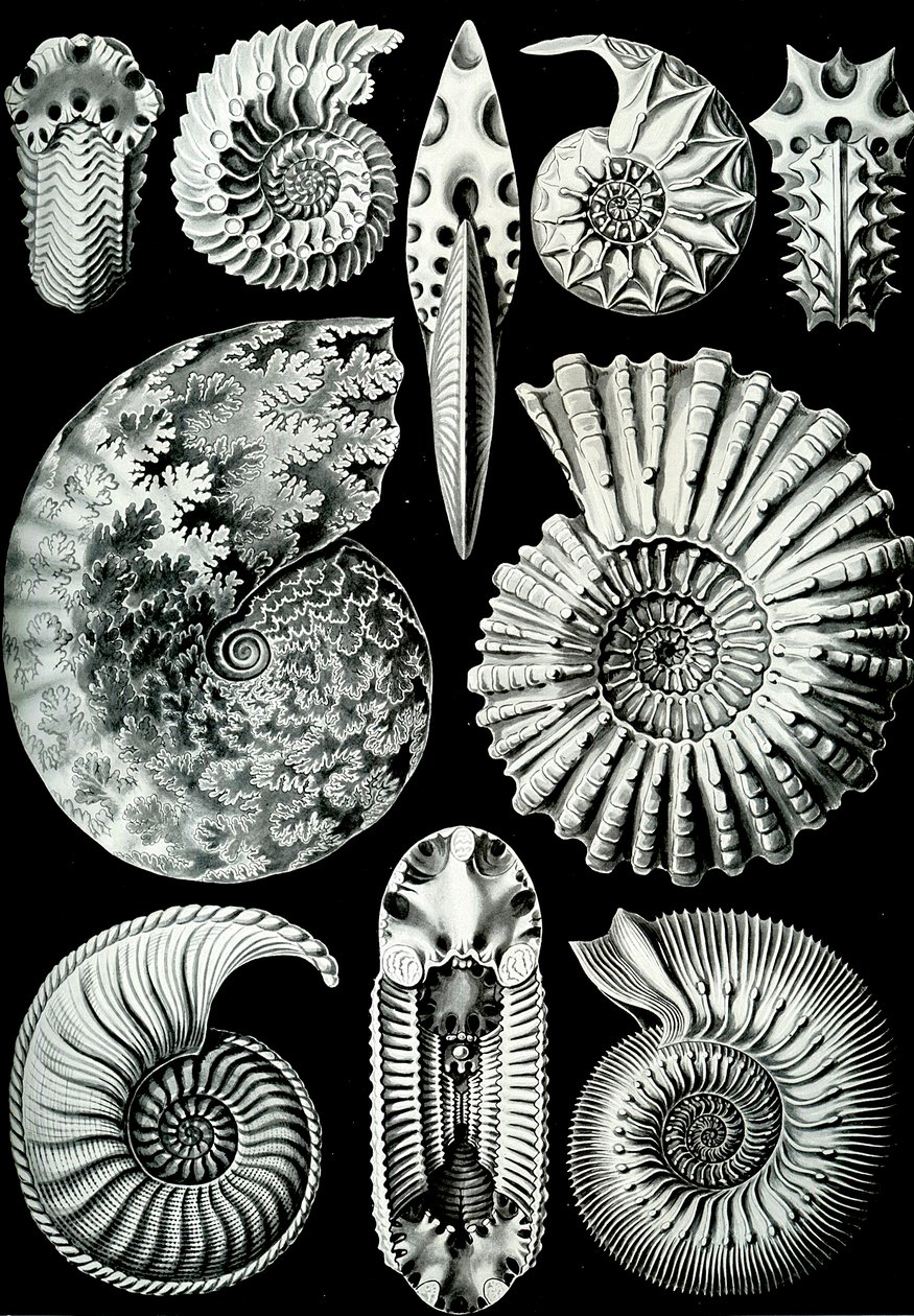「Art Forms of Nature」1904年のアンモニティダのイラスト（リソ） 作： エルンスト（後）ヘッケル