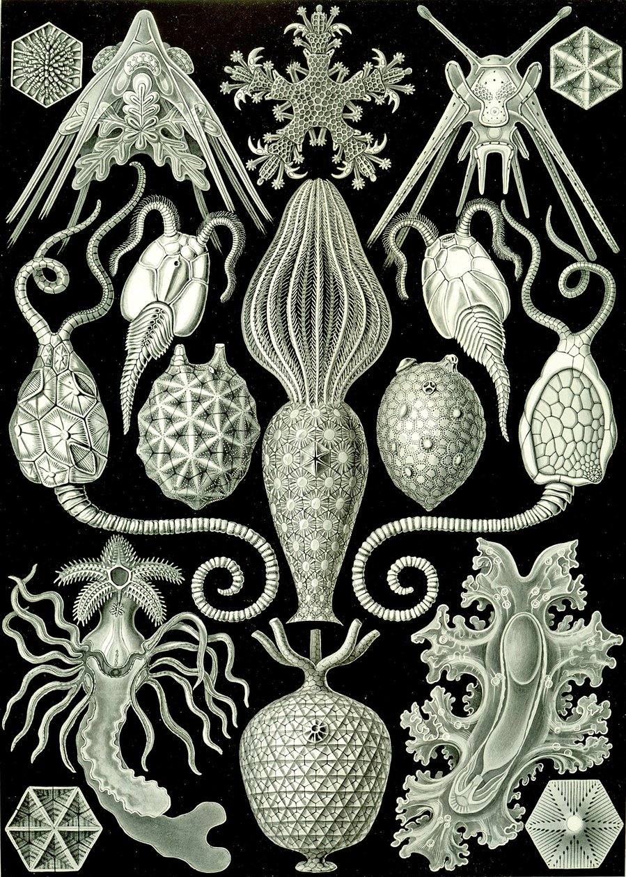 「Art Forms of Nature」1904年のアンフォリディアのイラスト（リソ） 作： エルンスト（後）ヘッケル