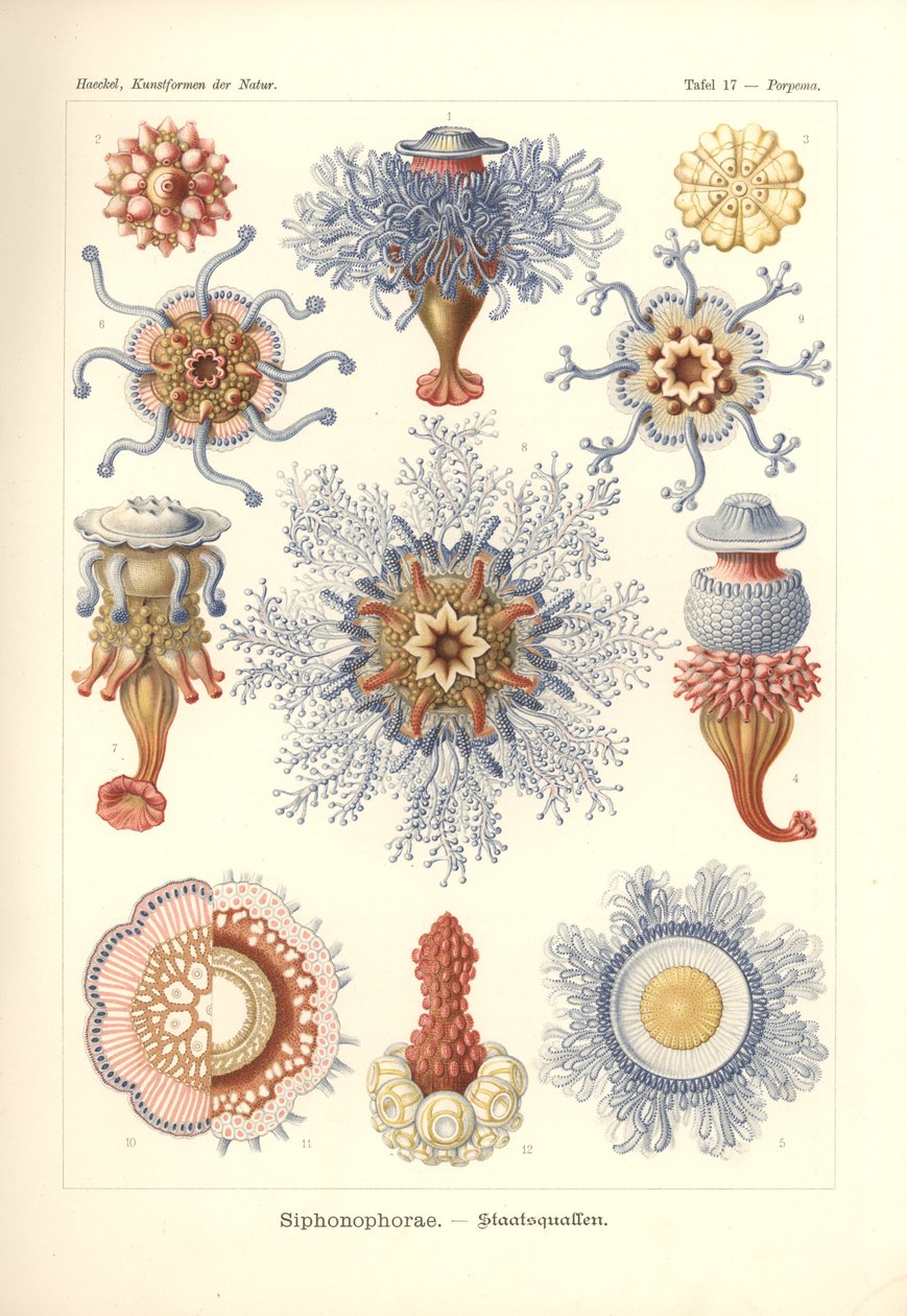Siphonophorae - 「Kunstformen der Natur」のジェリーフィッシュ、Adolf Giltsch によって彫刻され、1904 年に公開されました (カラーリソ) 作： エルンスト（後）ヘッケル