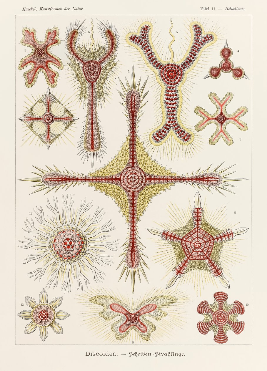 プレート 11 Ernst Haeckel (1834-1919) が描いた「Kunstformen der Natur」 (Art Forms in Nature) の Heliodiscus Discoidea 作： エルンスト・ヘッケル