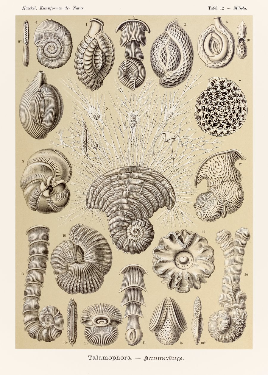 プレート 12 Ernst Haeckel (1834-1919) が描いた「Kunstformen der Natur」 (Art Forms in Nature) の Miliola Talamophora 作： エルンスト・ヘッケル