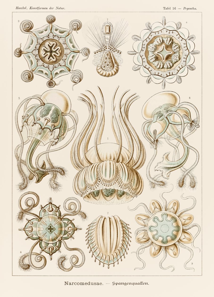 プレート 16 Ernst Haeckel (1834-1919) が描いた「Kunstformen der Natur」 (Art Forms in Nature) の Pegantha Narcomedusae 作： エルンスト・ヘッケル