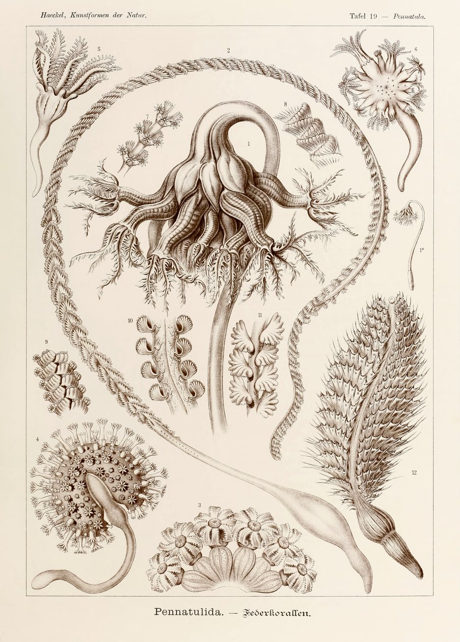 プレート 19 Ernst Haeckel (1834-1919) が描いた「Kunstformen der Natur」 (Art Forms in Nature) の Pennatula Pennatulida 作： エルンスト・ヘッケル