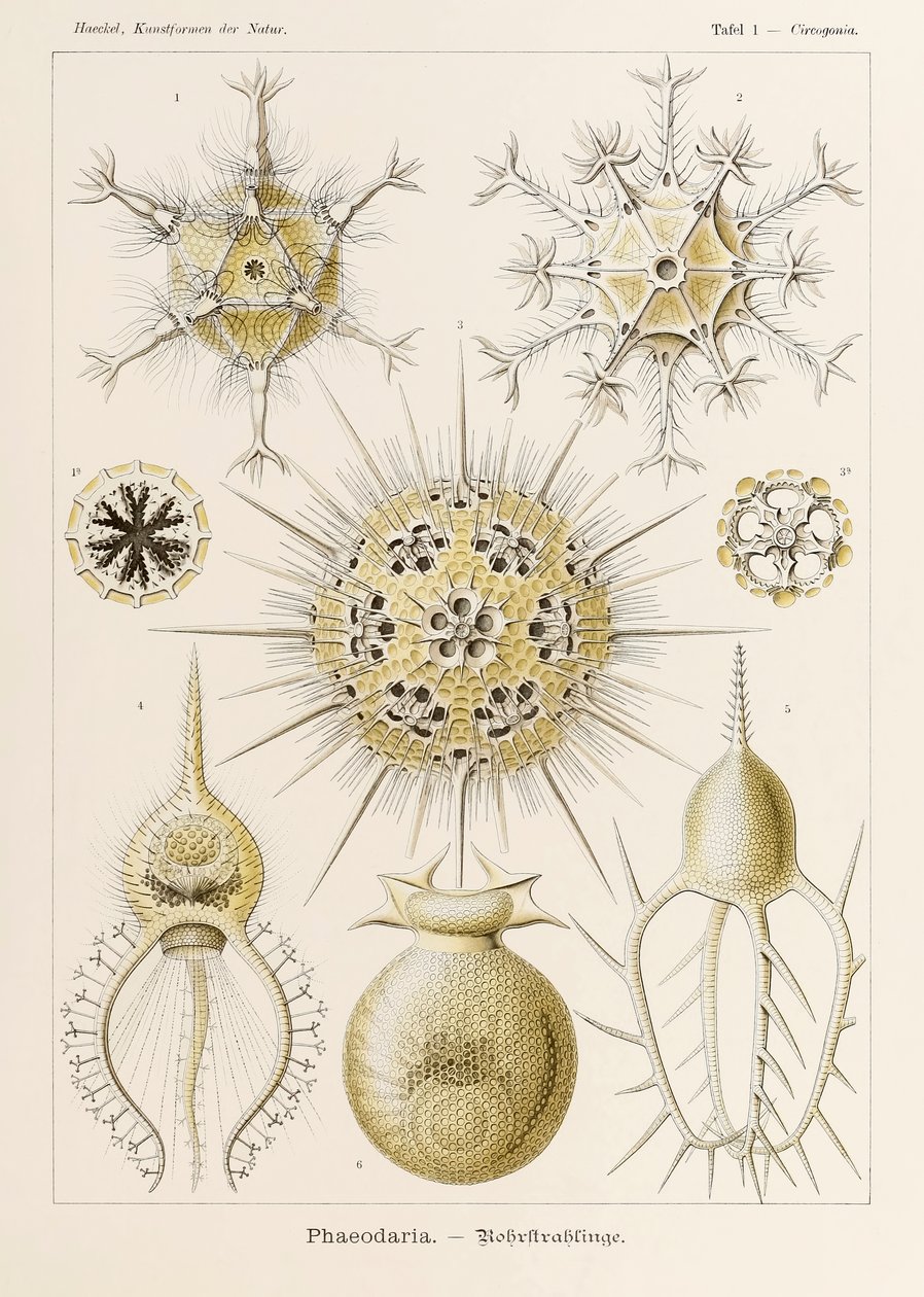 プレート 1 Ernst Haeckel (1834-1919) が描いた「Kunstformen der Natur」 (Art Forms in Nature) の Circogonia Phaeodaria 作： エルンスト・ヘッケル