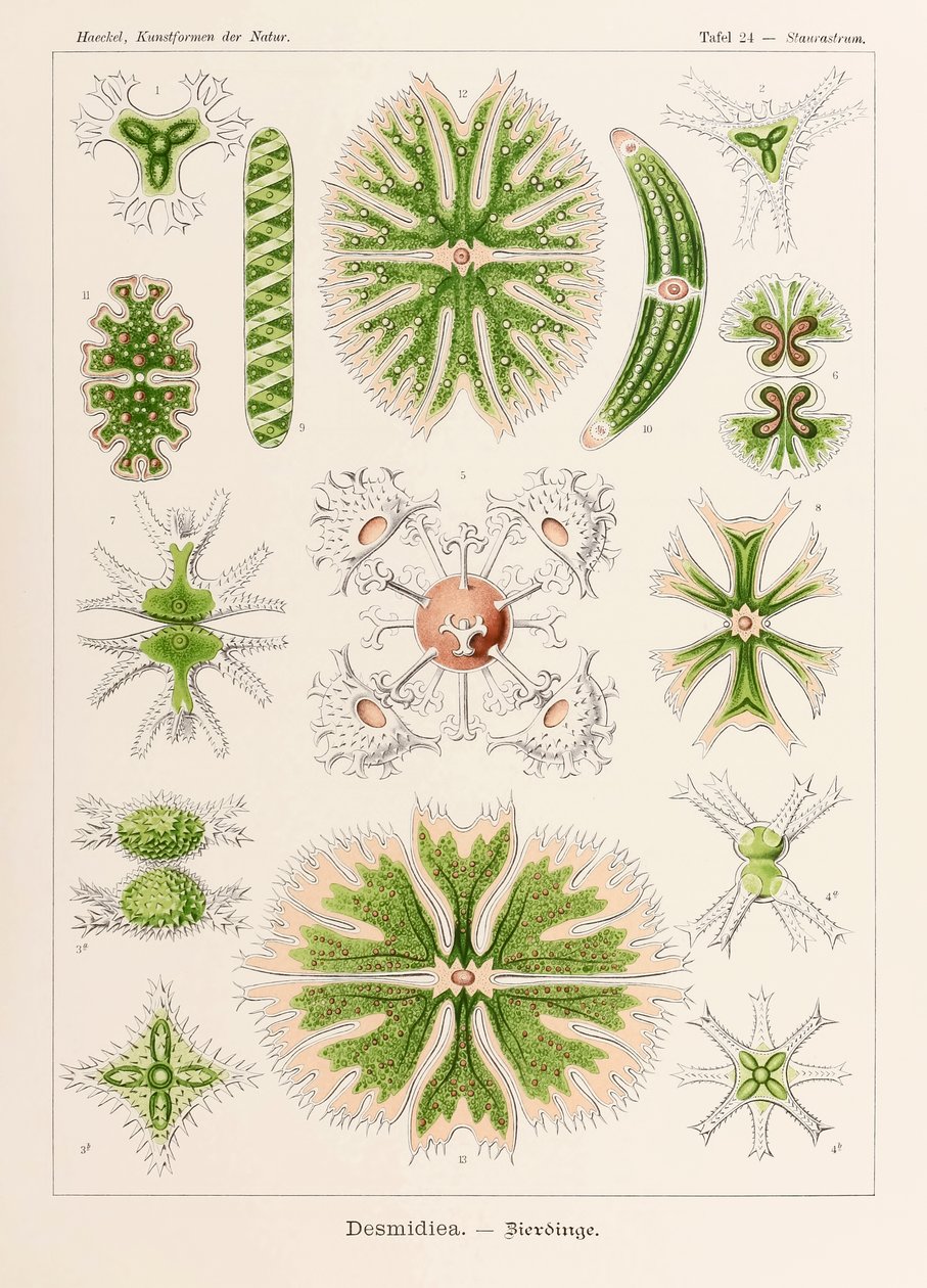 プレート 24 Ernst Haeckel (1834-1919) が描いた「Kunstformen der Natur」 (Art Forms in Nature) の Staurastrum Desmidiea 作： エルンスト・ヘッケル