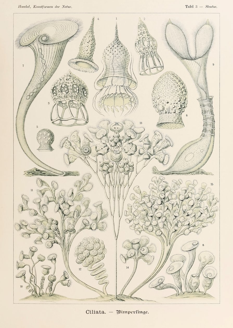 プレート 3 Ernst Haeckel (1834-1919) が描いた「Kunstformen der Natur」 (Art Forms in Nature) の Stentor Ciliata 作： エルンスト・ヘッケル