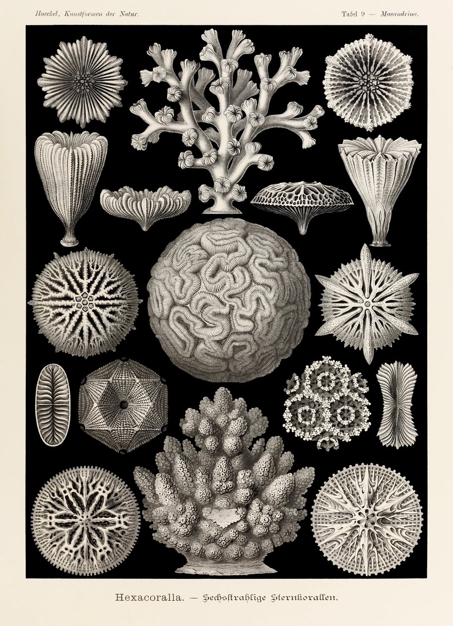 プレート 9 Ernst Haeckel (1834-1919) が描いた「Kunstformen der Natur」 (Art Forms in Nature) の Maeandrina Hexacoralla 作： エルンスト・ヘッケル
