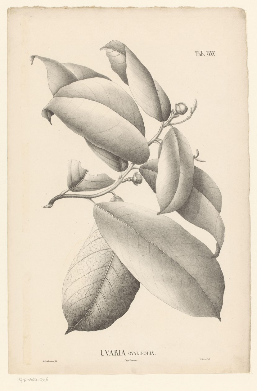 葉と花のつぼみのある枝 Uvaria Ovalifolia (オブジェクトのタイトル) 作： エルンストフィリップシクストゥス