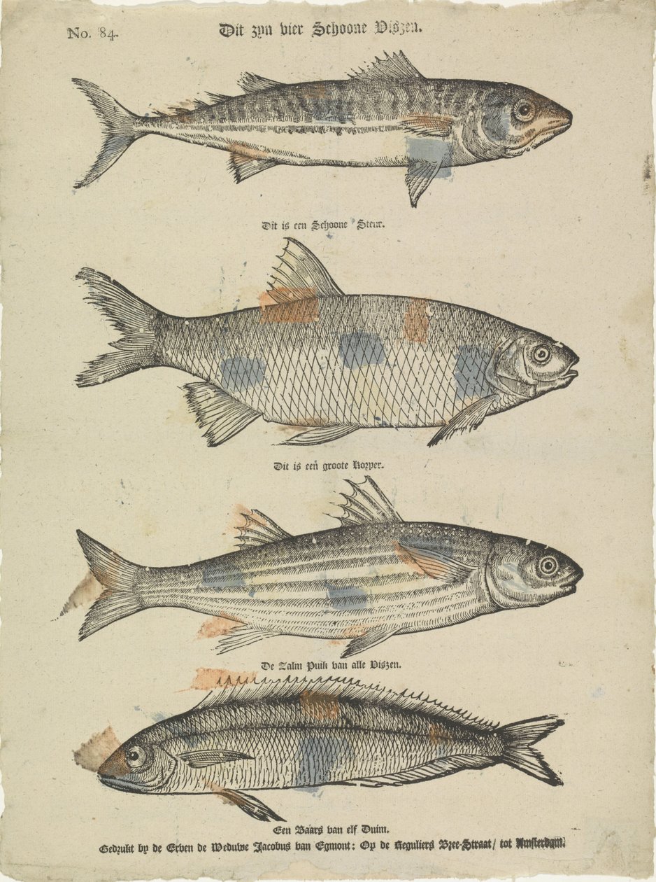 これらは 4 つの美しい魚です (オブジェクトのタイトル) 作： Erven de Weduwe Jacobus van Egmont