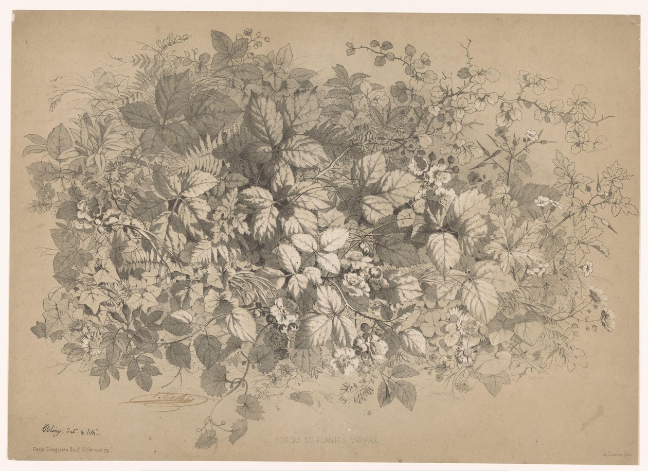 Bramen en andere planten イバラと様々な植物（オブジェクトのタイトル） Planten en bloemen (シリーズタイトル) Bléry が自然から描き、リトグラフした産業ガイド (シリーズ タイトル) 作： ユージン・ブレリー