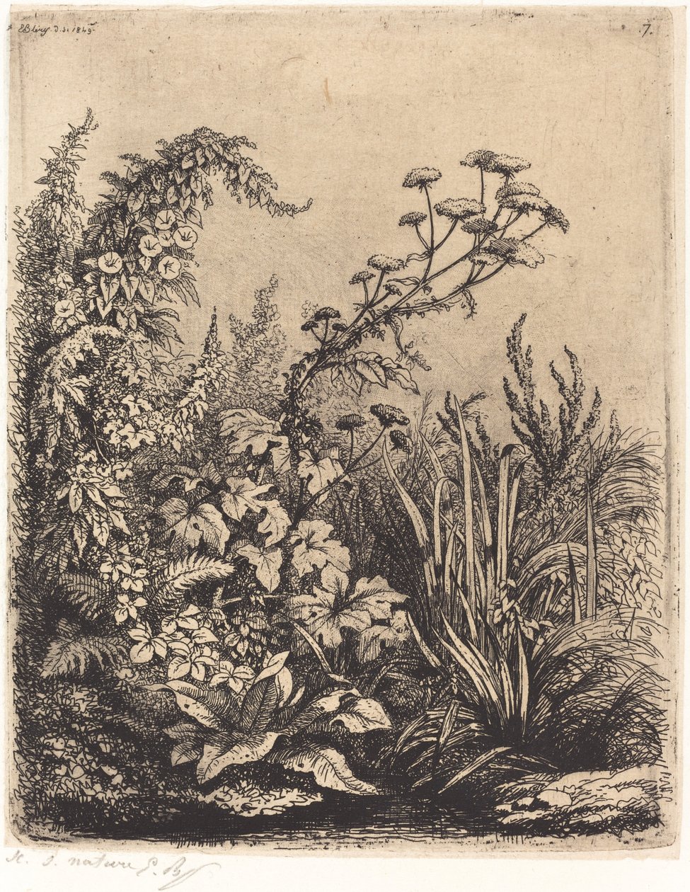 La petite berle aux liserons Small Water-parsnip with Bindweed、1849 年発行。 作： ユージン・ブレリー