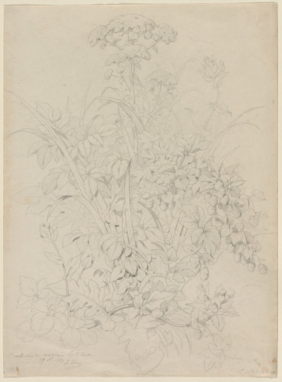 植物研究、1857。 作： ユージン・ブレリー