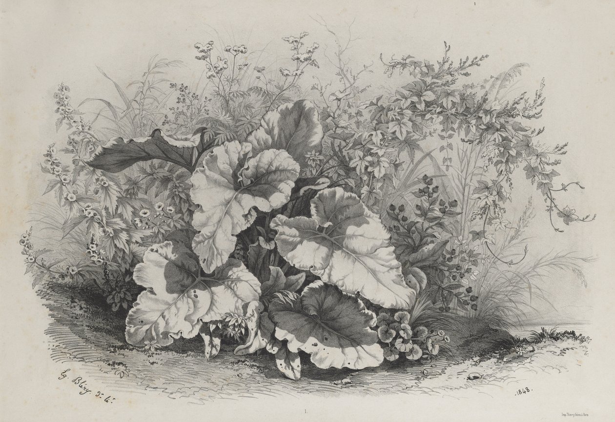 自然の後に描かれリトグラフされた様々な植物のグループからの植物研究...、1848。 作： ユージン・ブレリー