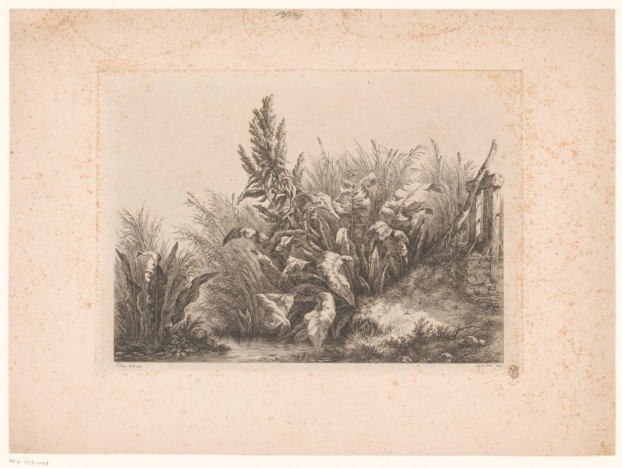 Waterzuring en riet aan de oever 小弁での水我慢 自然から描かれ刻まれた研究 (...) (シリーズタイトル) 作： ユージン・ブレリー