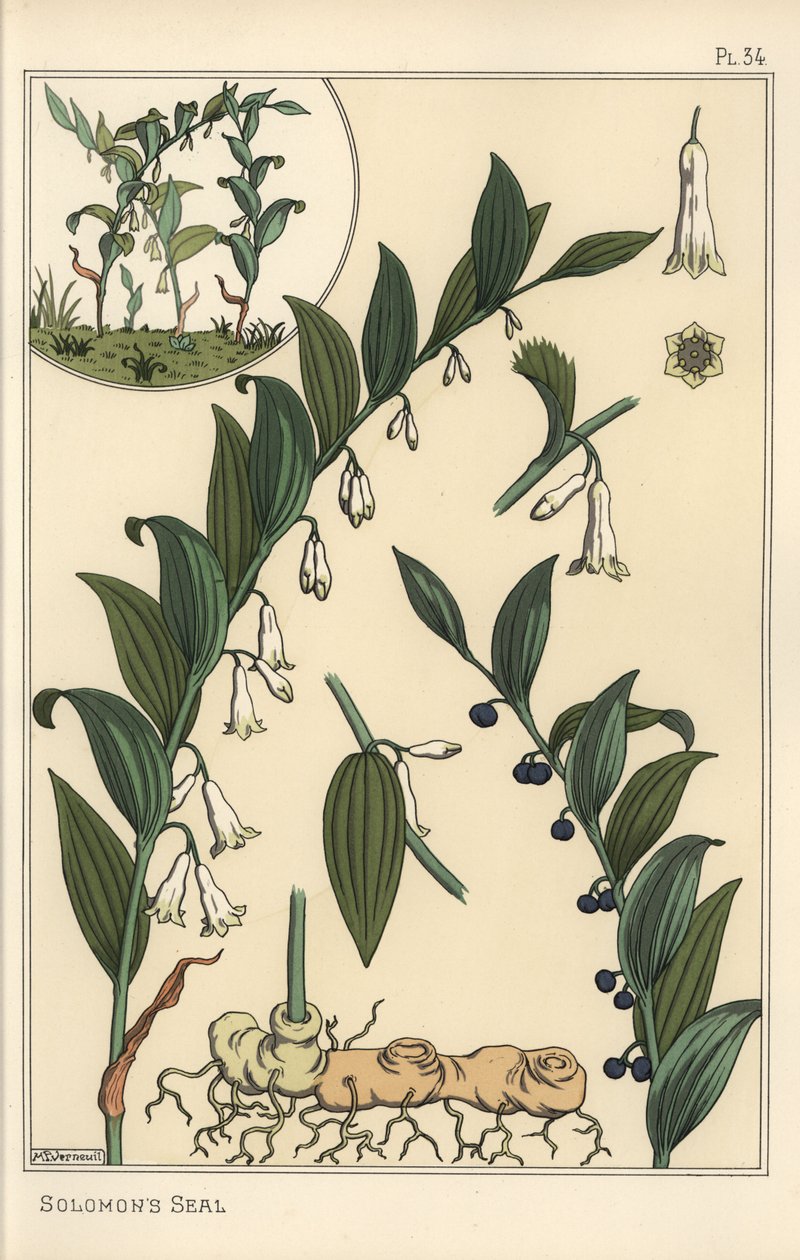 ソロモンのアザラシ（Polygonatum multiflorum）の植物図鑑 作： ユージーン・グラセット