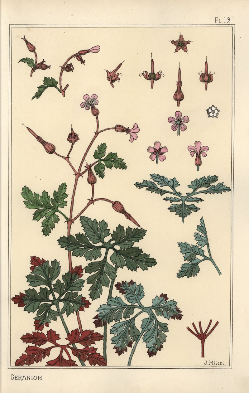 ゼラニウムの花、花びら、葉のボタニカルイラスト 作： ユージーン・グラセット