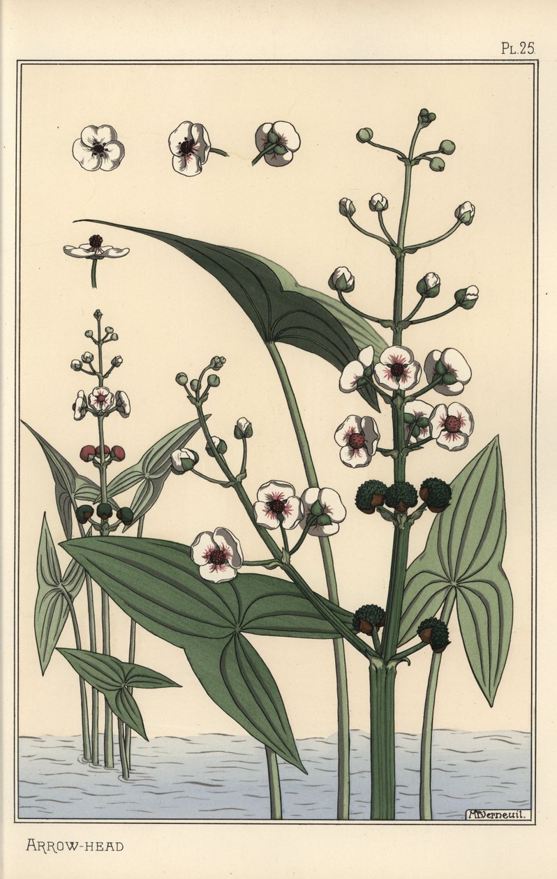 矢尻の植物図鑑(Sagittaria sagittifolia) 作： ユージーン・グラセット