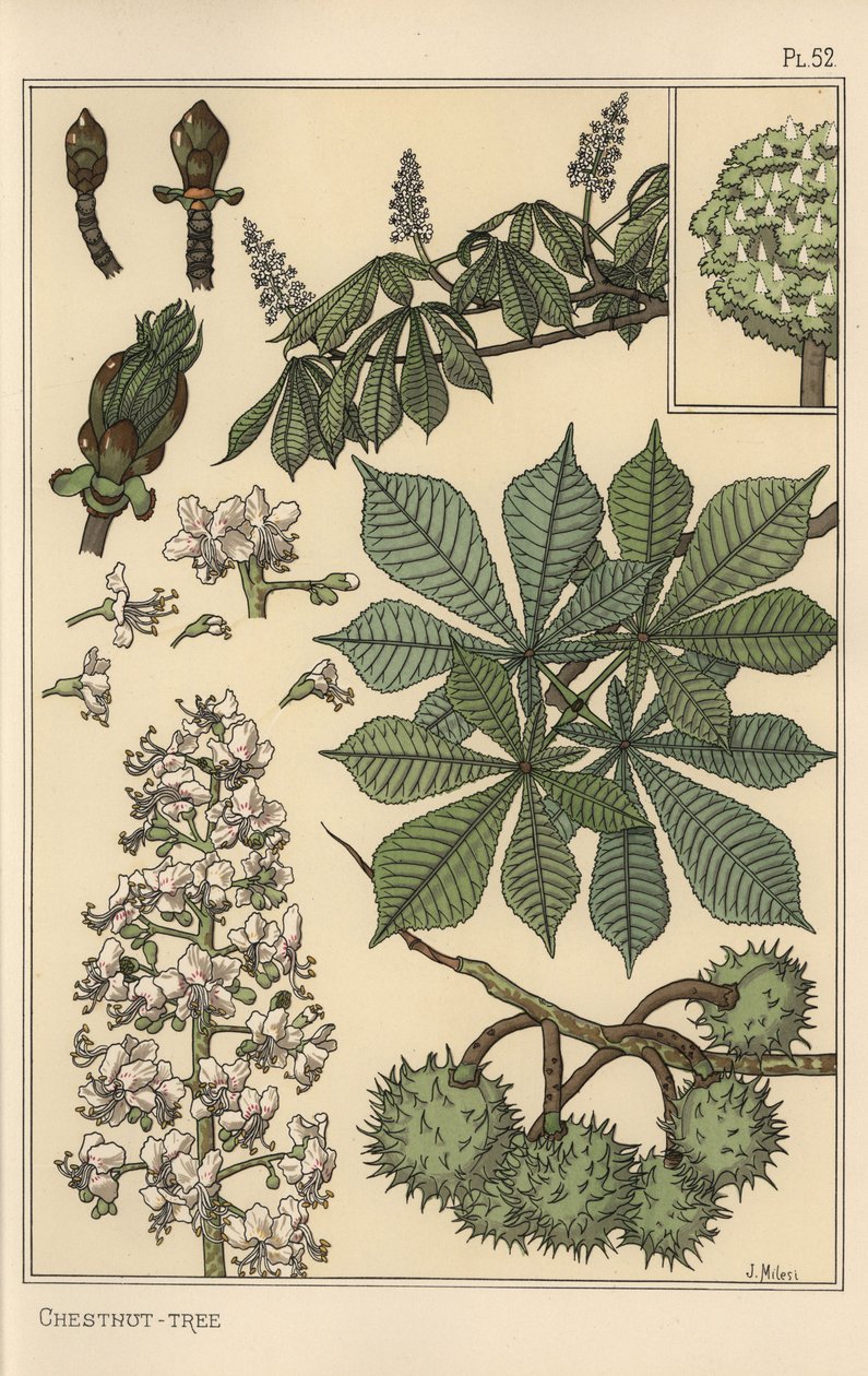 栗の木の植物学的研究 作： ユージーン・グラセット