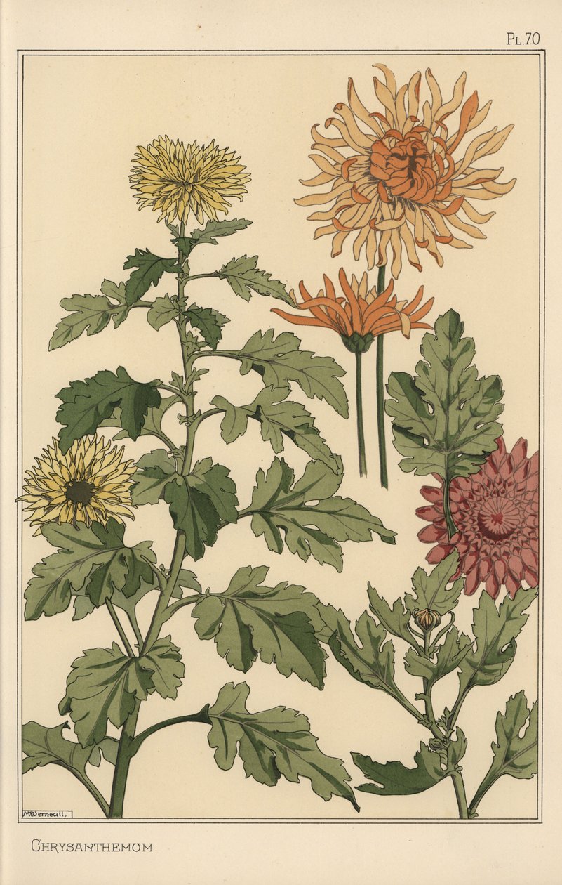 菊の植物学的研究 作： ユージーン・グラセット