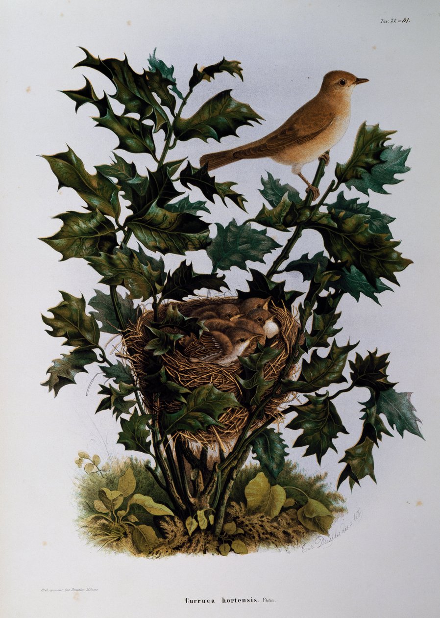 イタリア、Eugenio Bettoni（1845-1898）の『Natural History of Birds that nest in Lombardy』に掲載されたOscar Dresslerのエングレーヴィング。 作： Eugenio Bettoni、オスカードレスラー