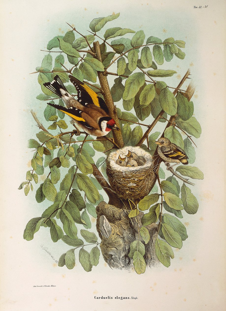 オスカー・ドレスラーが描いたヨーロッパ金魚Carduelis carduelisファミリーを表すEugenio Bettoniの "Natural History of Birds that Nest in Lombardy "の挿絵。 作： Eugenio Bettoni、オスカードレスラー