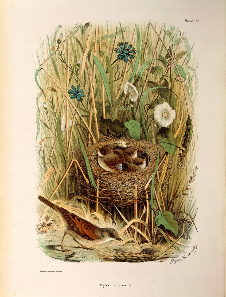 オスカー・ドレスラーによるホワイトスロートSylvia communis or cinereaを描いたEugenio Bettoniの "Natural History of Birds that Nest in Lombardy "の挿絵。 作： Eugenio Bettoni、オスカードレスラー