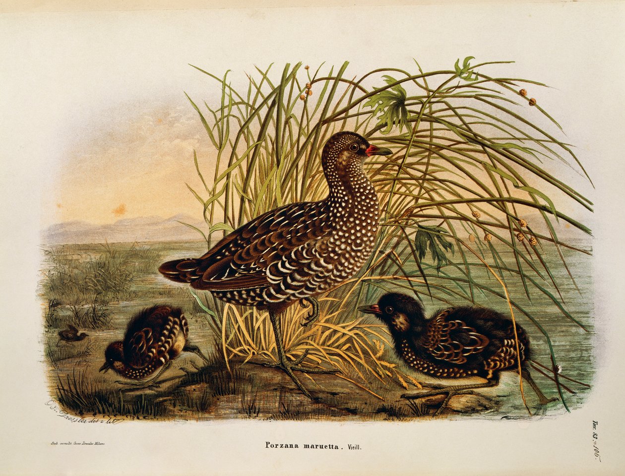 オスカー・ドレスラーが描いたSpotted Crake Porzana porzanaを表すEugenio Bettoniの "Natural History of Birds that Nest in Lombardy "の挿絵。 作： Eugenio Bettoni、オスカードレスラー